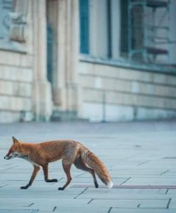 Nietypowy gość sfotografowany na Wawelu. "Spryciarz"