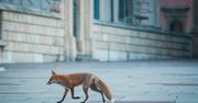 Nietypowy gość sfotografowany na Wawelu. "Spryciarz"