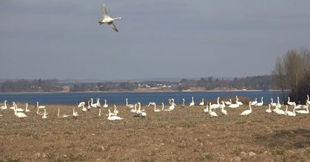 Niecodzienny widok w regionie. Setka łabędzi nad Zalewem w Nieliszu
