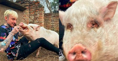 Smolasty dokarmia świnię na Instagramie. Fani: "Jedyna świnia, jaką udało ci się wyrwać"