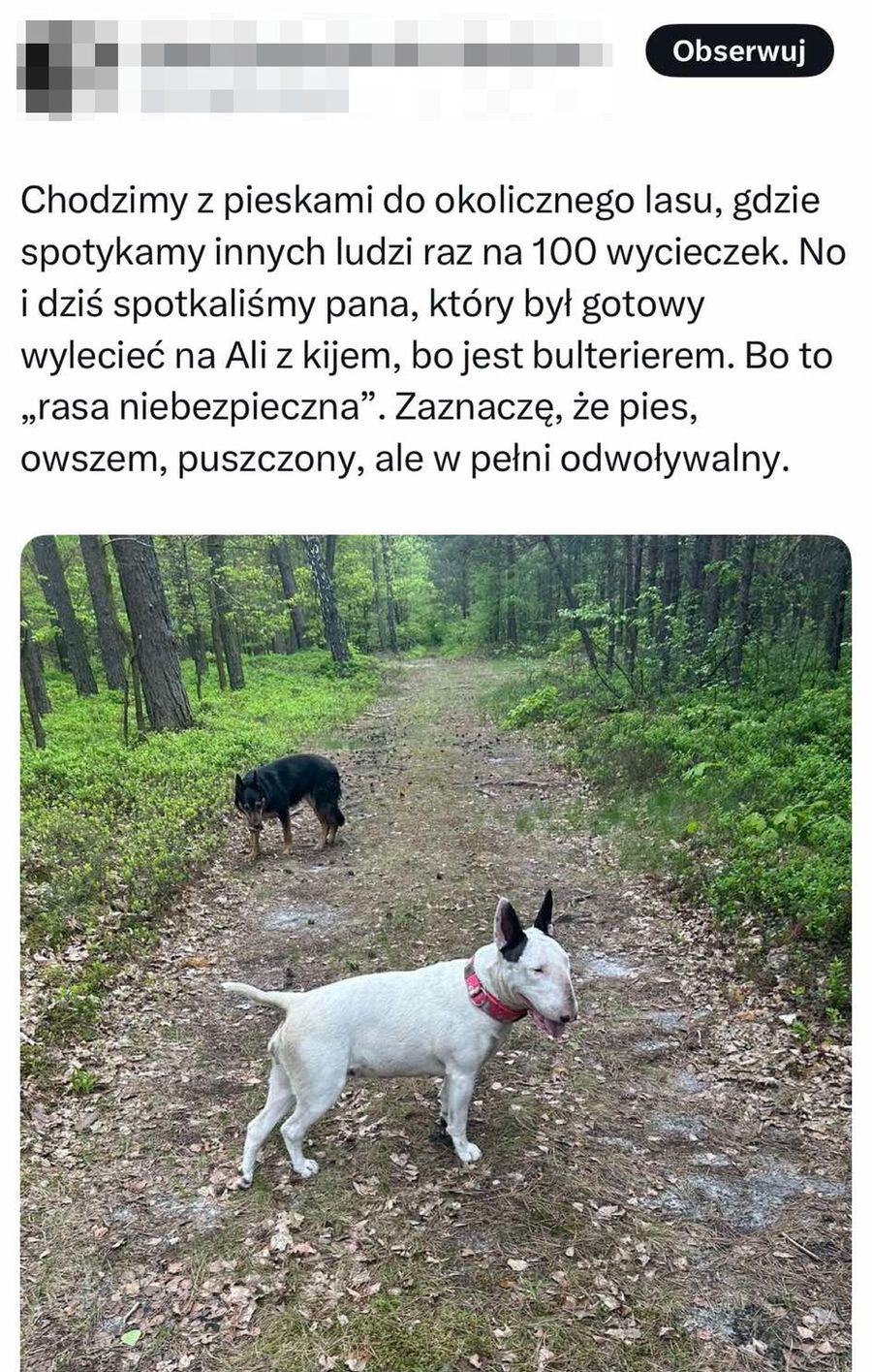 Wpis o psie na spacerze w lesie