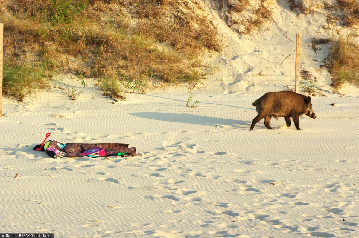 Dziki często pojawiają się na polskich plażach. Zdj. ilustracyjne
