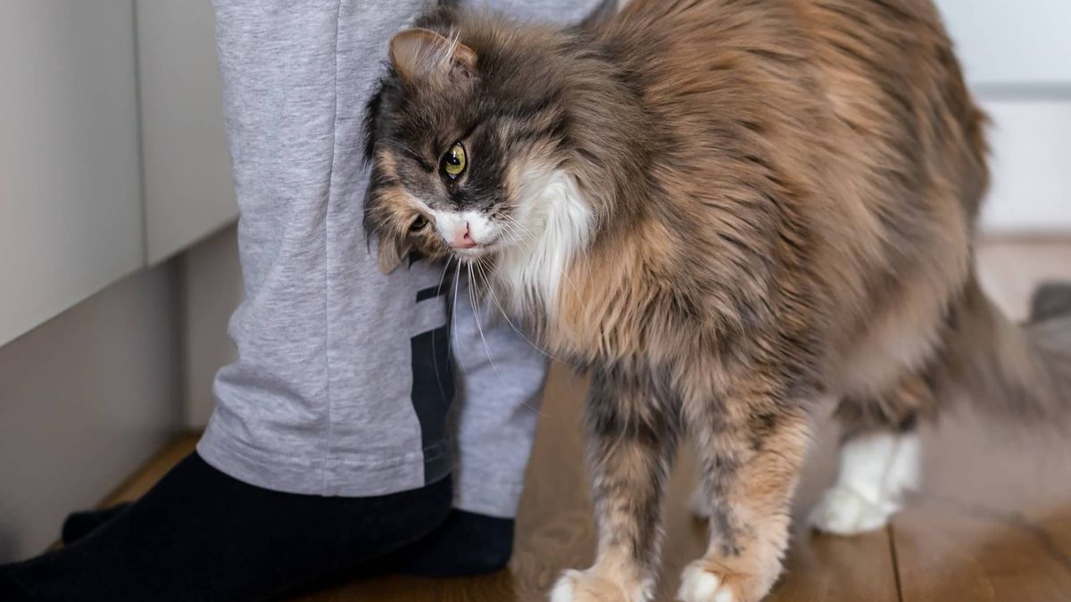 Kot się o ciebie ociera? To ważny znak