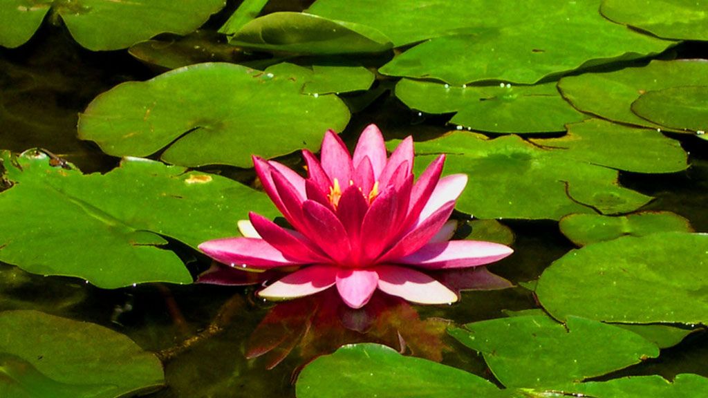 Dziwne projekty Apple z początku lat 90 1