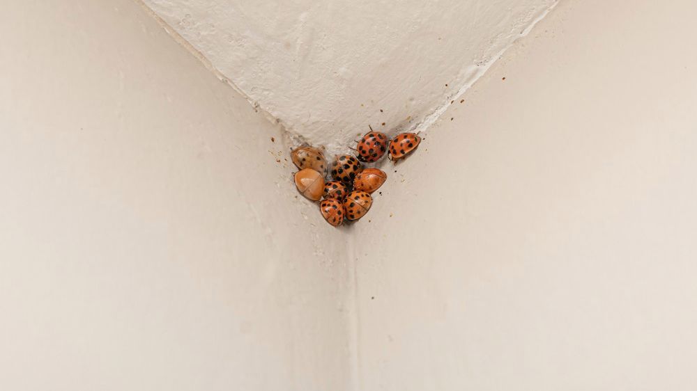 Trwa inwazja biedronek azjatyckich. Ich ugryzienie może wywołać szereg uciążliwych objawów