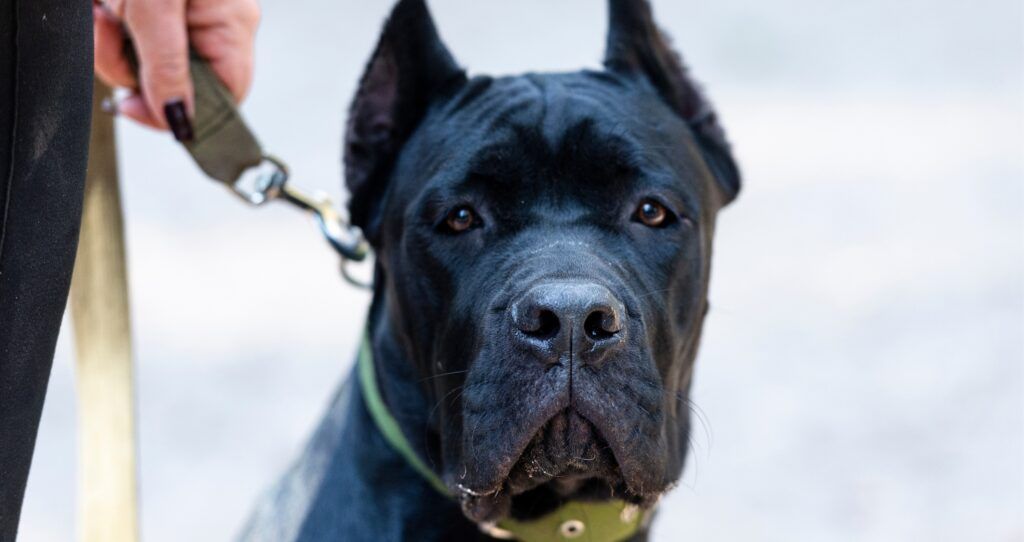 Cane corso