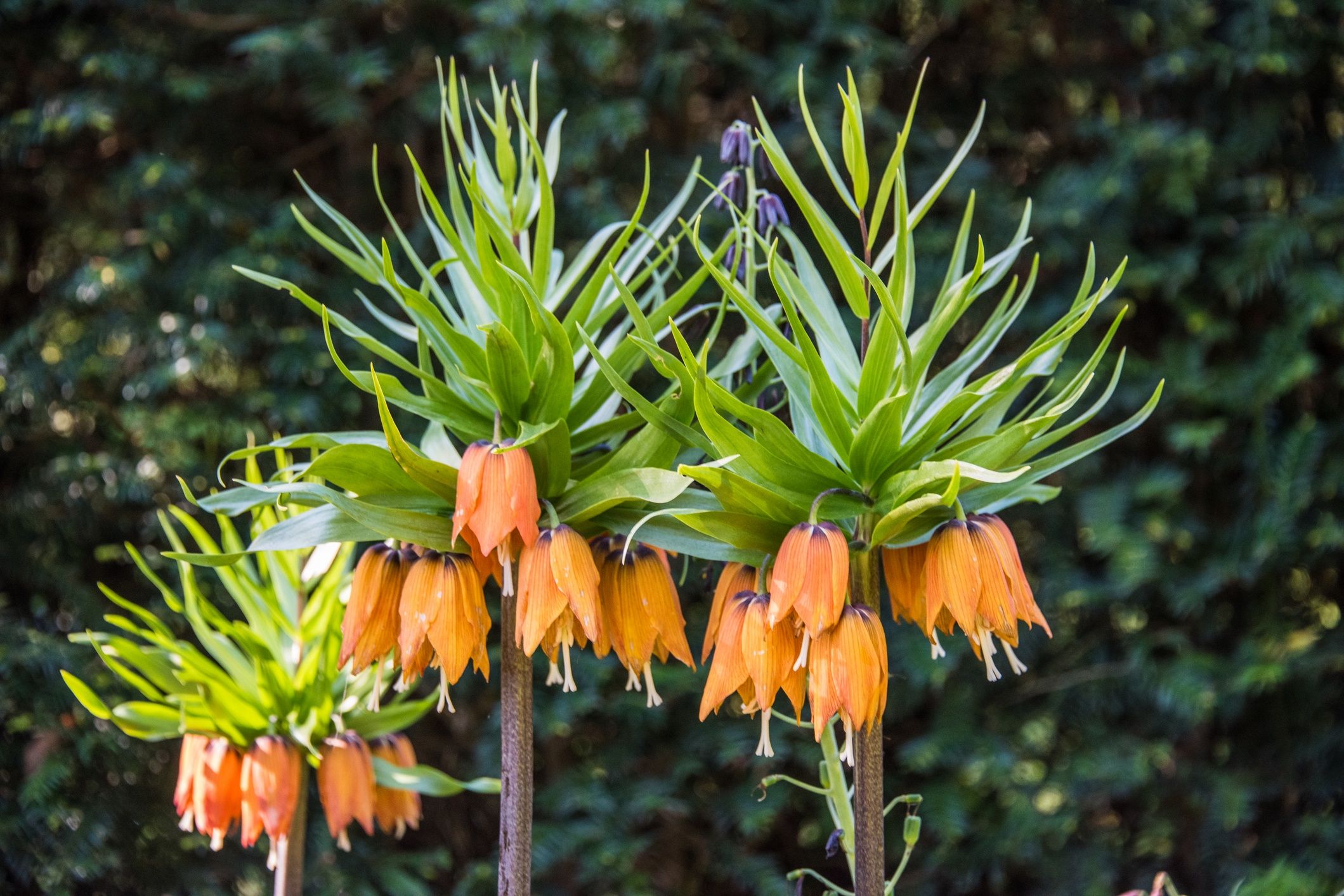 Crown Imperial Group Orange Flowers Spring BorderSergio Amiti