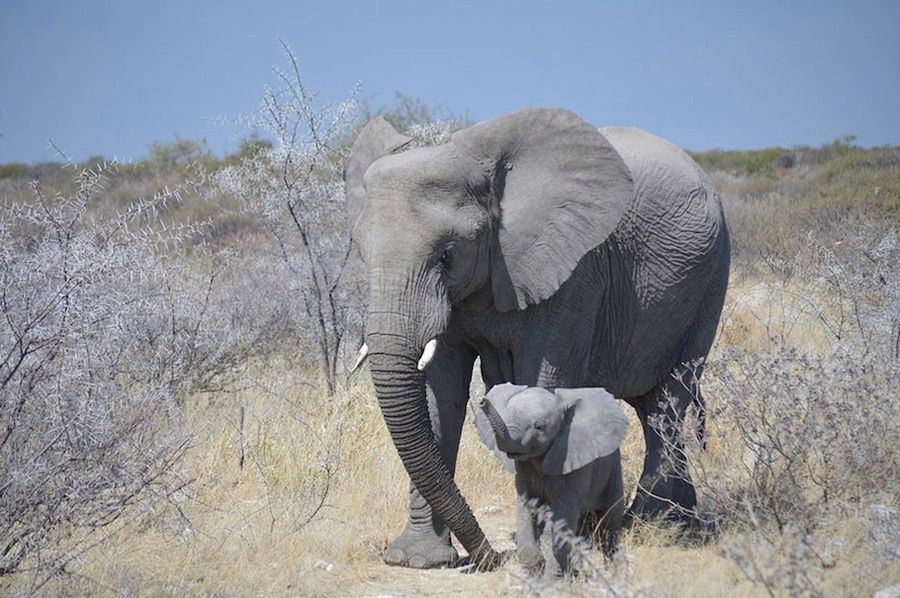 Zwierzęta w ZOO czy rezerwacie też są piękne, czyli ZSL Animal Photography Prize 2015 2