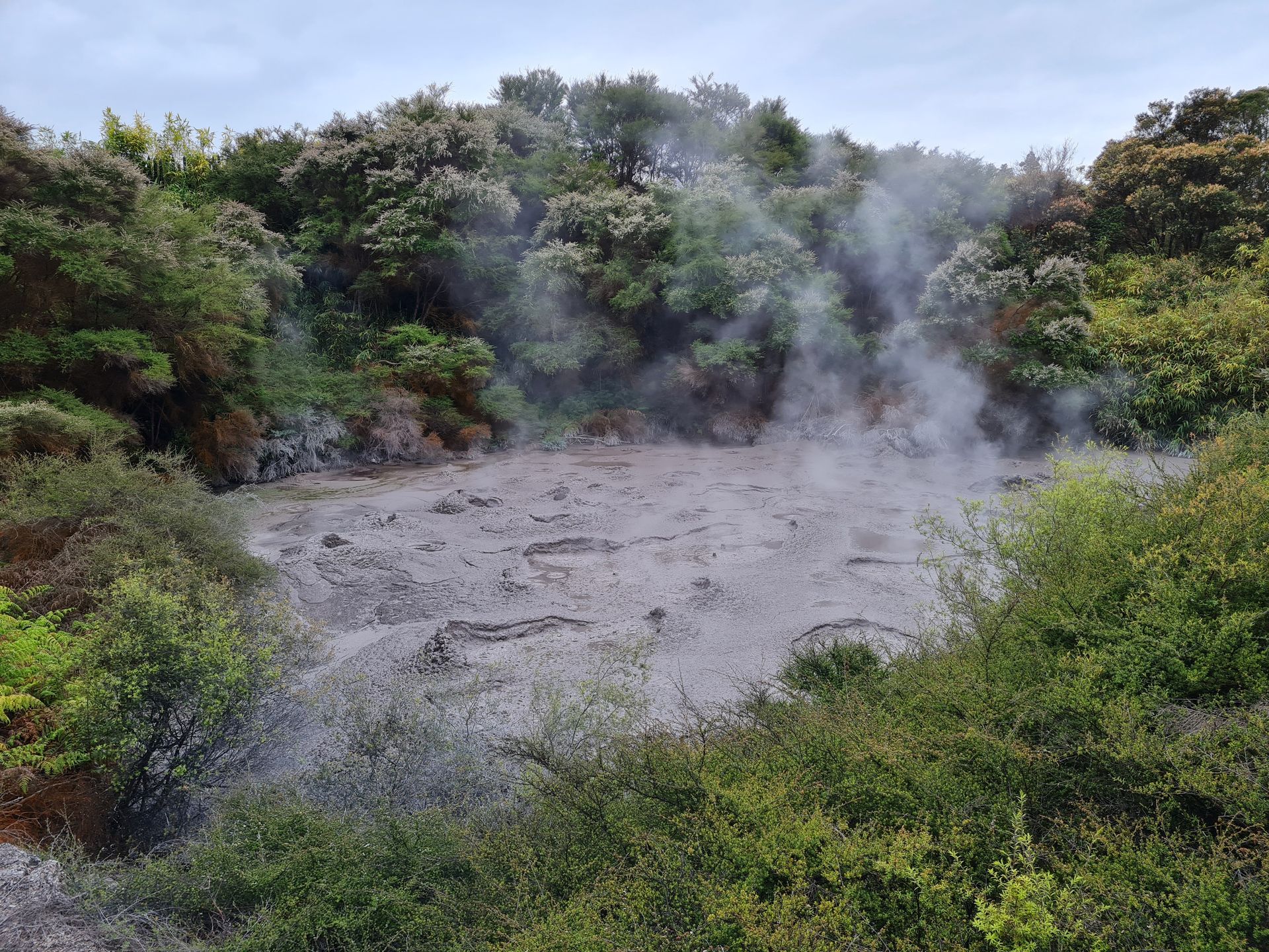 W Rotorua można obejrzeć na żywo "cuda" geotermalne, gejzery i sanktuarium ptaka kiwi