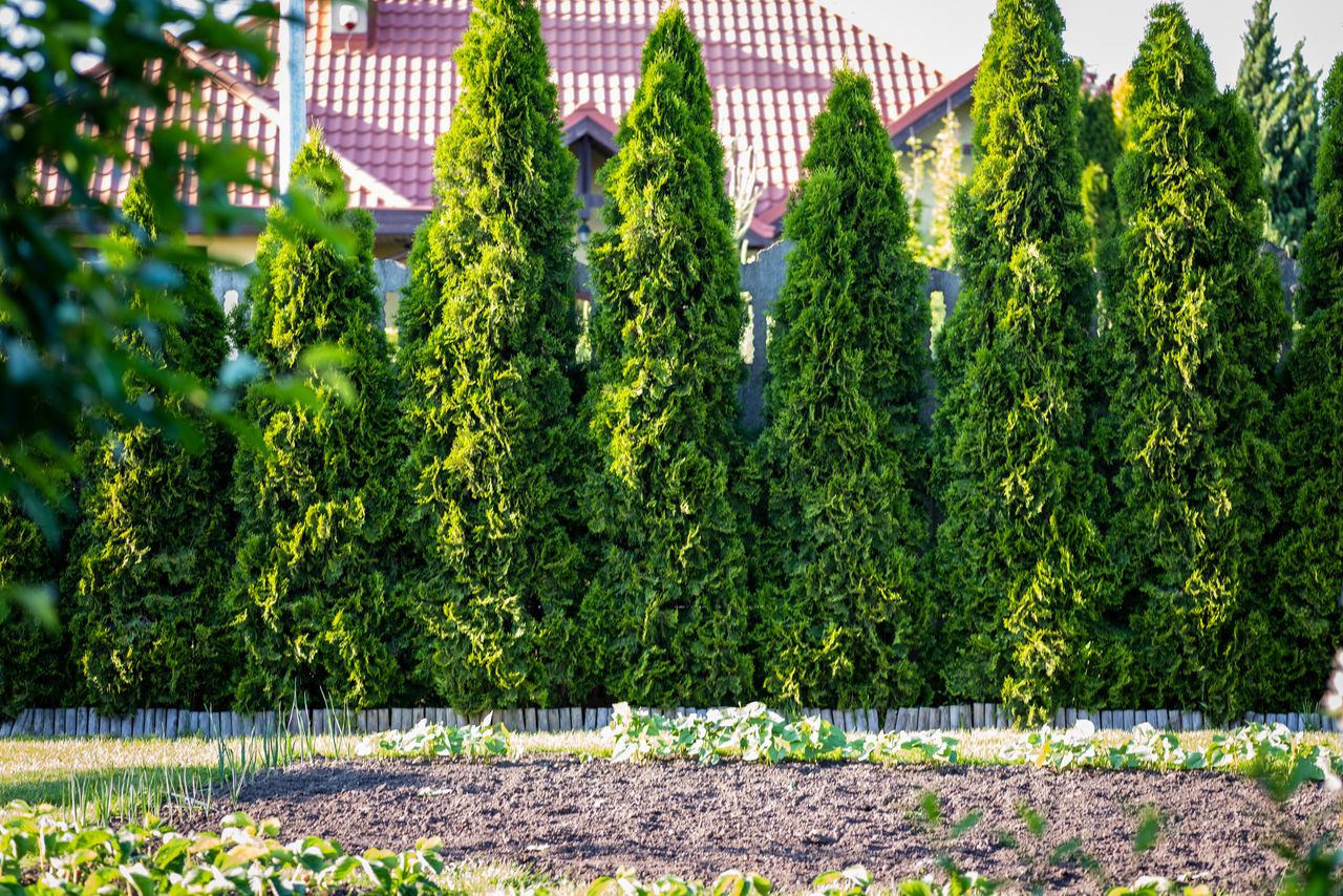 Tuje cieszą oczy tylko, gdy są odpowiednio pielęgnowane