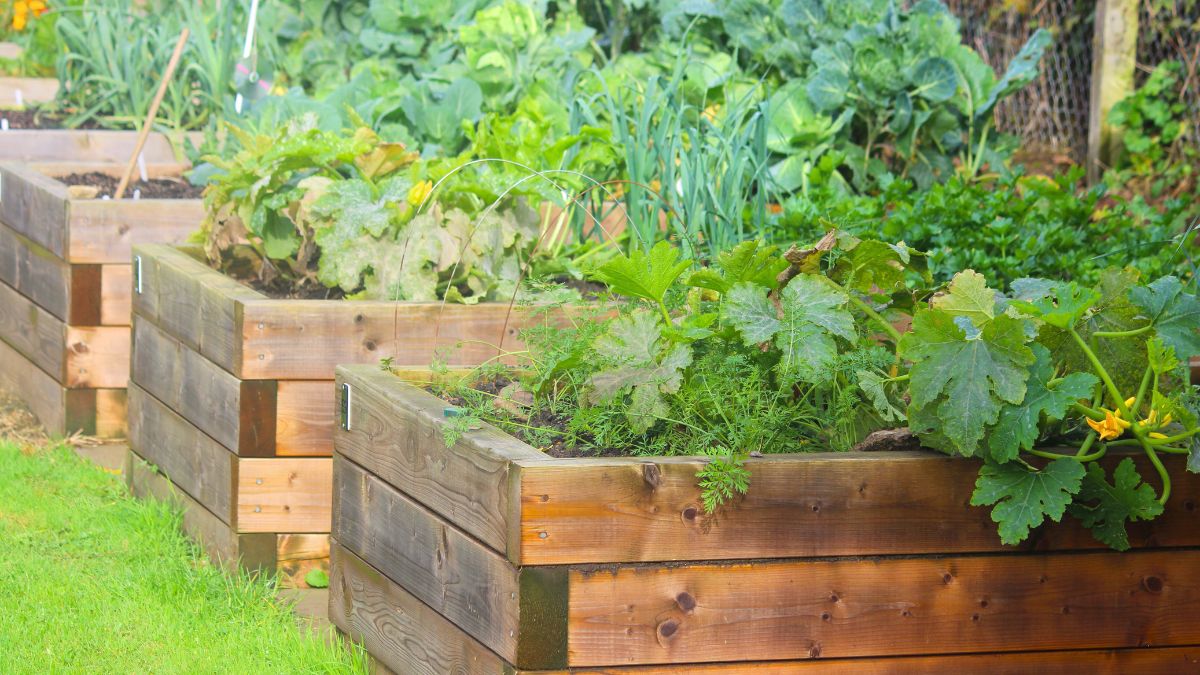 Warzywnik w ogrodzie.