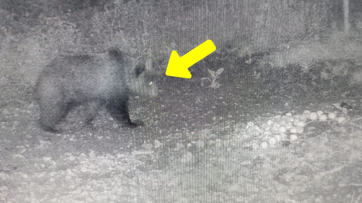 Niedźwiedź brunatny w regionie tarnowskim