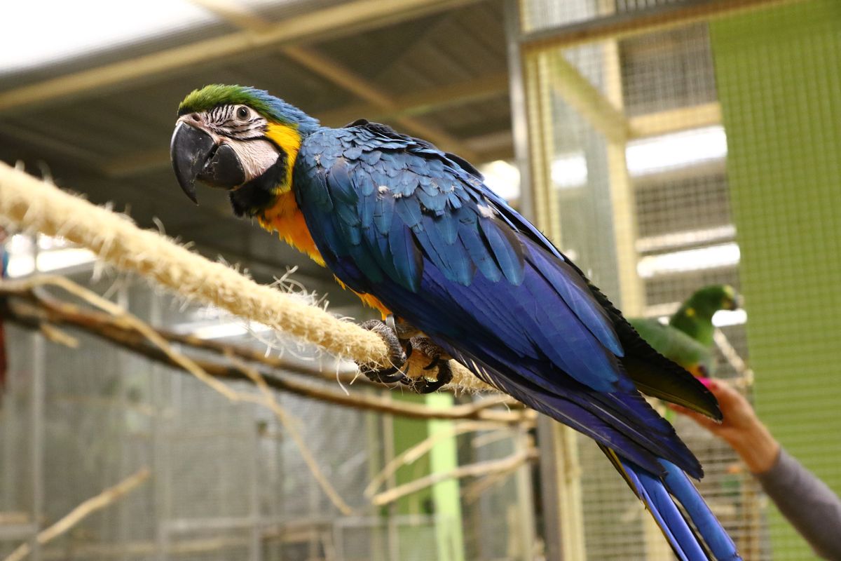 Papugarnie cieszą się popularnością wśród turystów w różnym wieku 