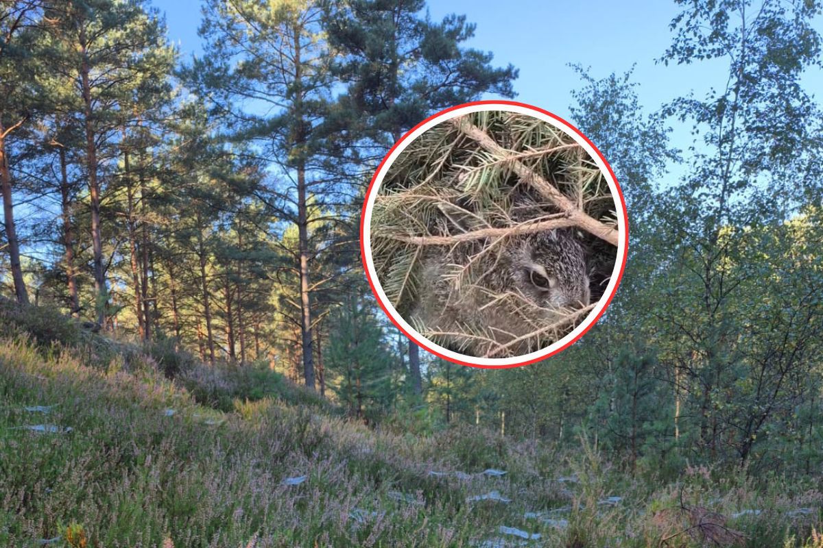 Tuż pod oknem leśnika. Absolutnie nie dotykaj. "To pozory"