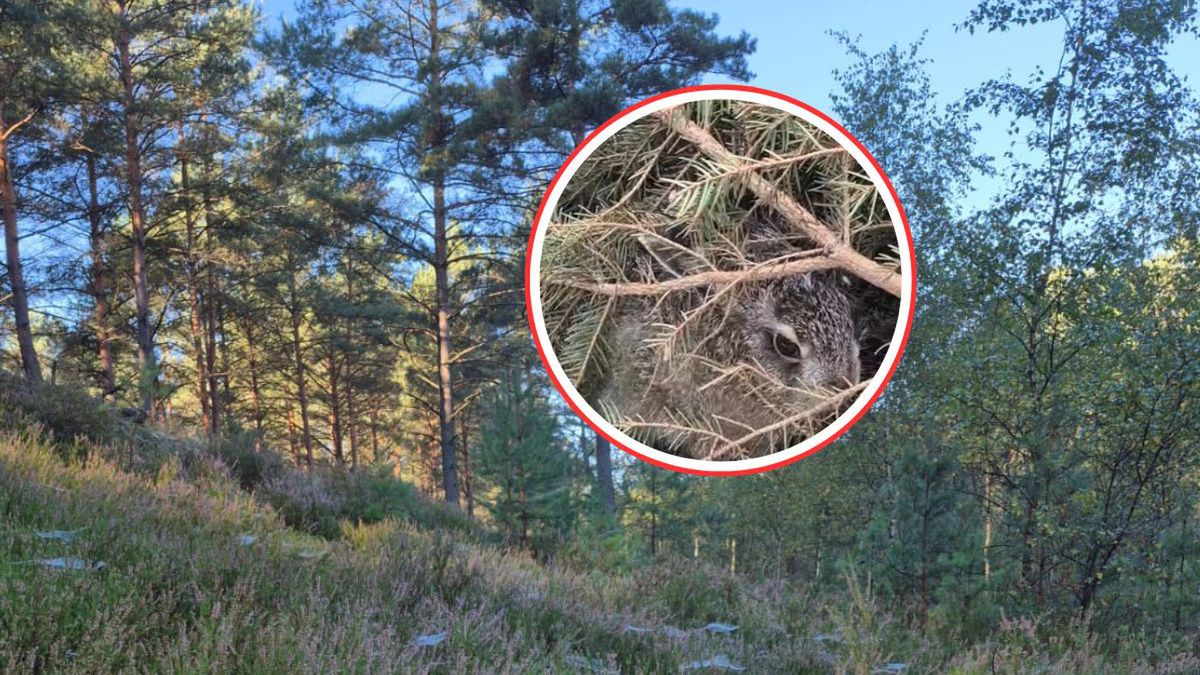 Leśnicy pokazali niezwykłe nagranie