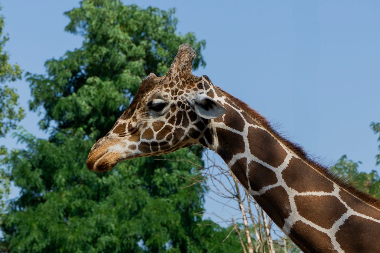 Chorzów: Narodziny żyrafy w zoo. To pierwszy samiec w stadzie od lat
