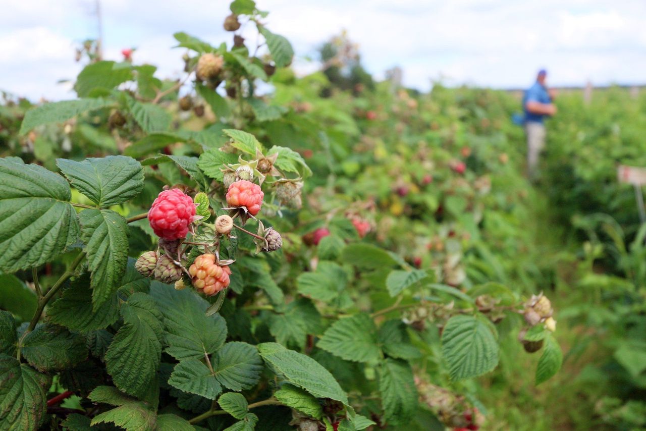 Malin może być mniej, wszystkiemu winne przymrozki. Plantatorzy już mówią o stratach
