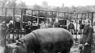 To zwierzę przeżyło oblężenie Leningradu. Karmiono je trocinami