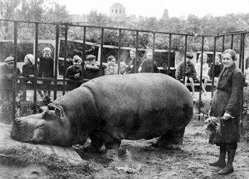 To zwierzę przeżyło oblężenie Leningradu. Karmiono je trocinami
