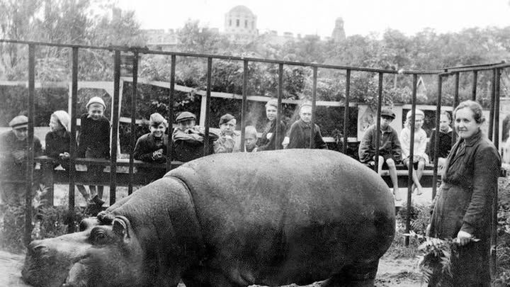 Hipopotam w Leningradzie