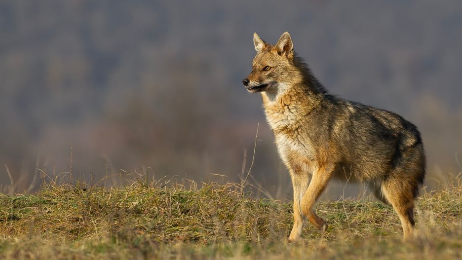 Chris SF Budde-Petch
Birds, Bulgaria, Travel, Wildlife, bulgaria, travel, wildlife, canus aureus, jackal, european jackal, mammal, snarling, standing, watching, alert, animal, wild, nature, predator, carnivore, canine, canis, scavenger, grass