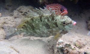 Jadowite ryby pojawiły się w Europie. Toksyny mogą sparaliżować mięśnie