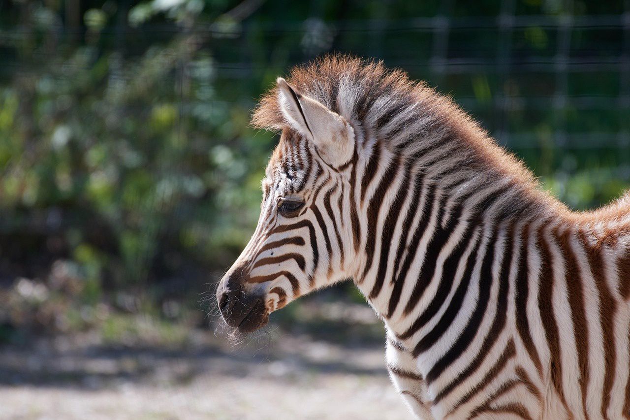 Kraków: Don Pedro, Zygmunt, Baltazar, a może Lajkonik? Konkurs na imię dla nowego mieszkańca ogrodu zoologicznego