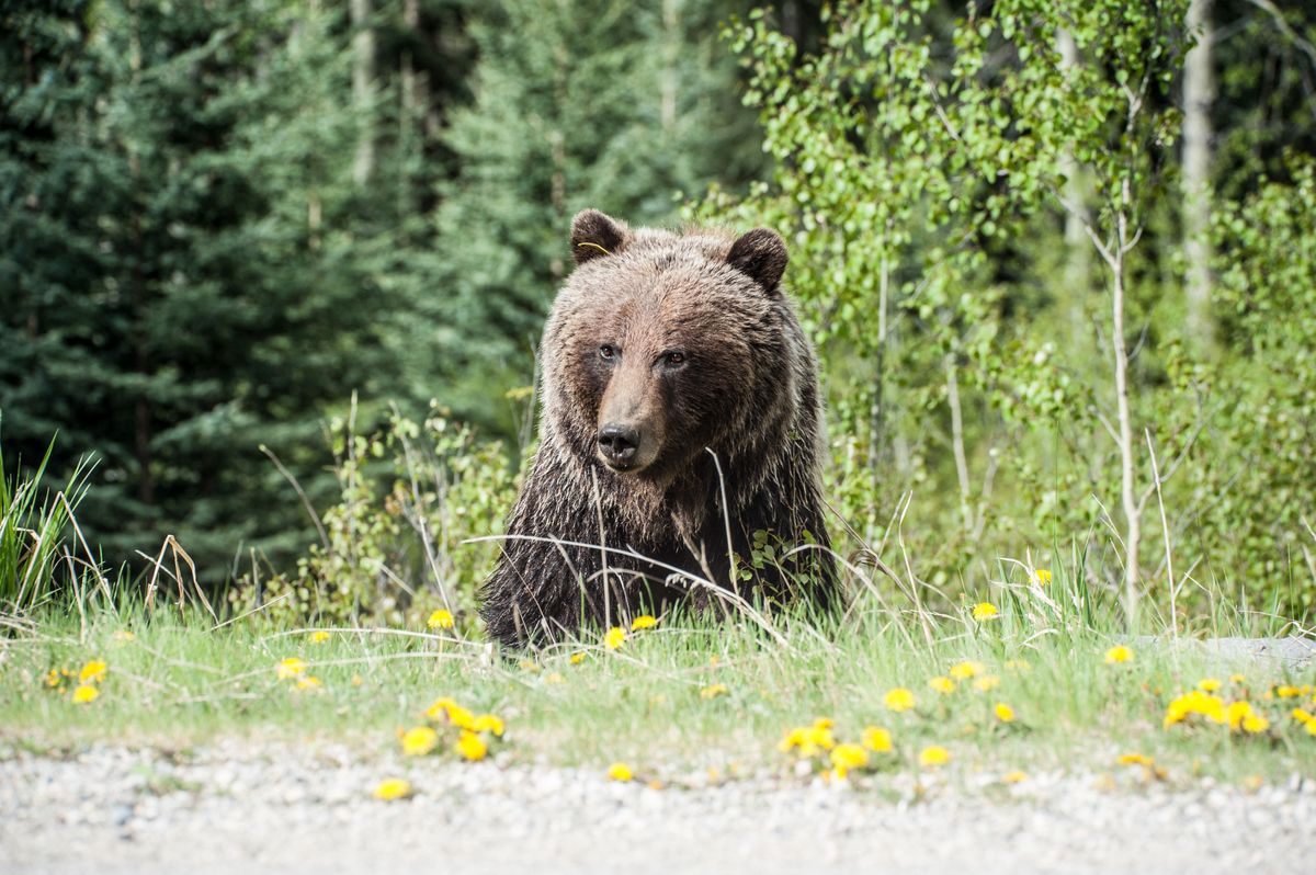 Gmina Łapsze Niżne ostrzega o grasującym niedźwiedziu