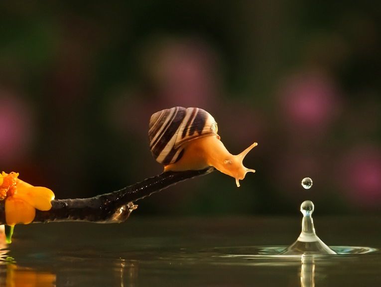 Magiczny świat ślimaków Wiaczesława Miszczenki 4