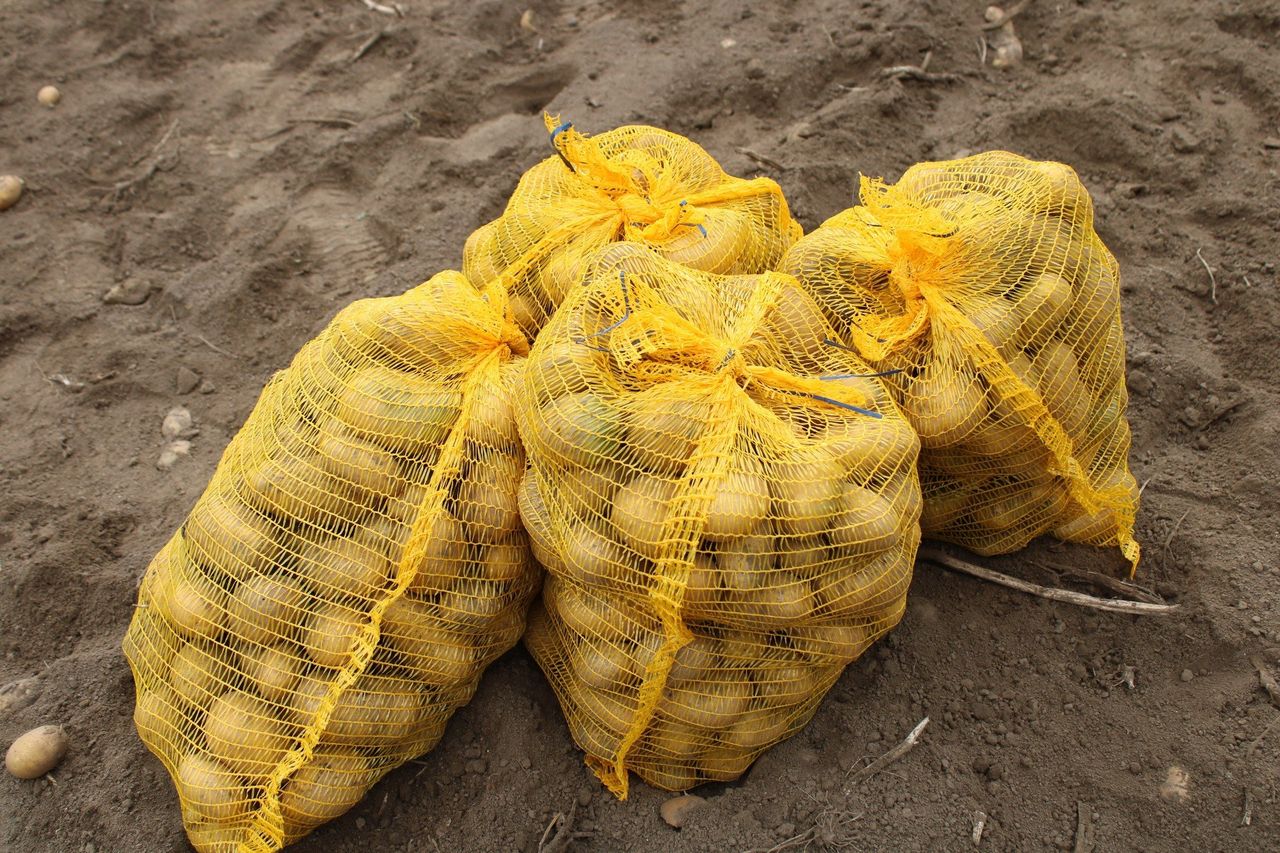 Polska tonie w ziemniakach. Nadpodaż miażdży opłacalność
