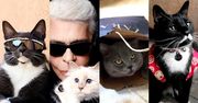 10 najbardziej stylowych kotów na Instagramie. Nie tylko kotka Karla Lagerfelda jest gwiazdą sieci. Doczekała się groźnych rywali