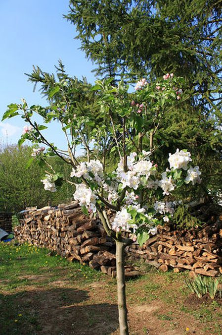 Apple Trees from Seed