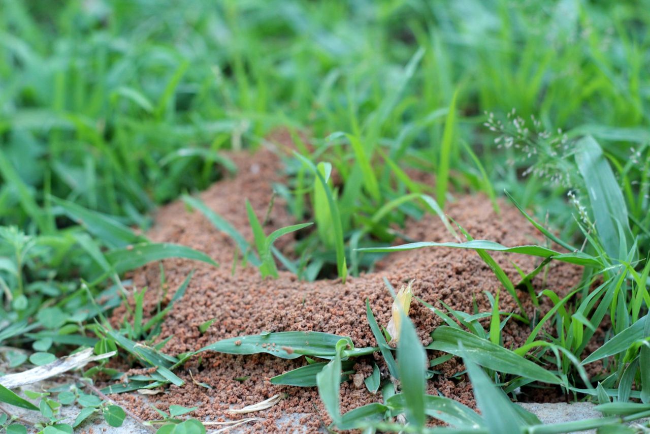 Kolonia mrówek w ogrodzie to poważny problem, fot. AdobeStock
