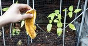 Nigdy nie wyrzucam skórki z banana. Zakopuję ją w ziemi i mam więcej pożytku