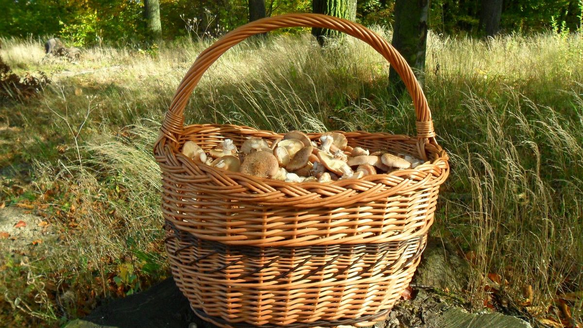 Kosz z grzybami. Fot. AdobeStock