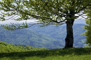 Moje Silne Drzewo - druga edycja