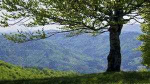 Moje Silne Drzewo - druga edycja 1