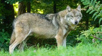 Wilki znów pojawiły się na Dolnym Śląsku. Tragedii zapobiegła siatka. "Unikajcie samotnych spacerów"