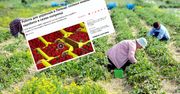Ukraińcy piszą o pracy na truskawkach w Polsce. Padły konkretne kwoty