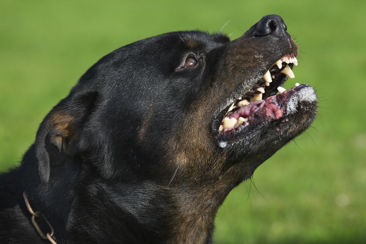 Agresywny rottweiler rzucił się na kobietę. Straciła przytomność