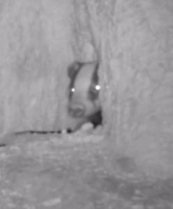 "Impreza u borsuka". Do nory ssaka zawitały myszy, ptaki i pająki