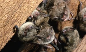 Rzadki śmiertelny wirus. W Indiach wykryto przypadki zakażenia