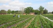 Wchodzą na plantacje i zrywają truskawki. Sadownicy alarmują