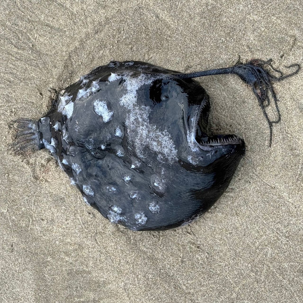 Piekielna ryba wyrzucona na plażę. Zęby ostre jak szpilki