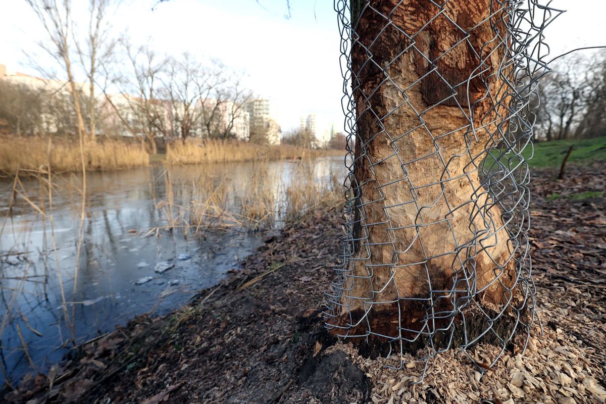 Warszawa. Służew nad Dolinką. Ślady działalnosci i obecności bobrów, zabezpieczone drzewa nad stawem 