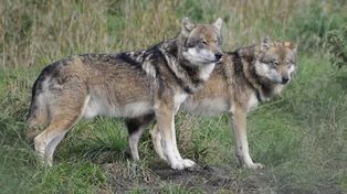 Sikory-Piotrowięta: Wilki znów atakują. Tym razem wyciągnęły i zagryzły parę cieląt