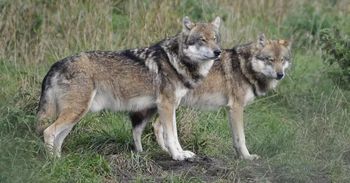 Sikory-Piotrowięta: Wilki znów atakują. Tym razem wyciągnęły i zagryzły parę cieląt