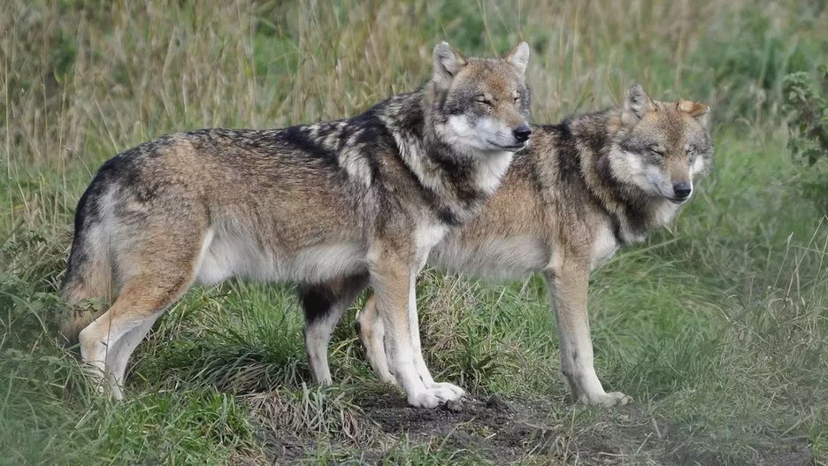 Wilki zagryzły dwa cielaki w gospodarstwie we wsi Sikory-Piotrowięta