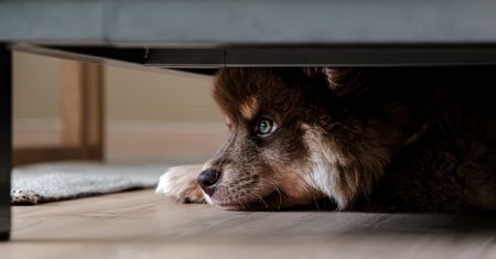 Pies w szpitalu? Polacy ocenili pomysł Koalicji Obywatelskiej