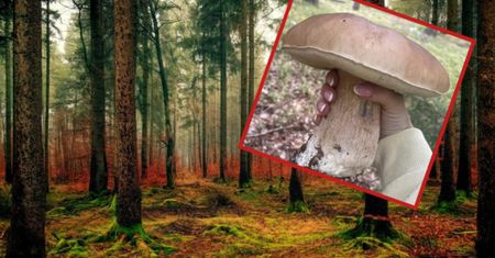 Wybrała się na grzyby i go znalazła. Widok robi wrażenie